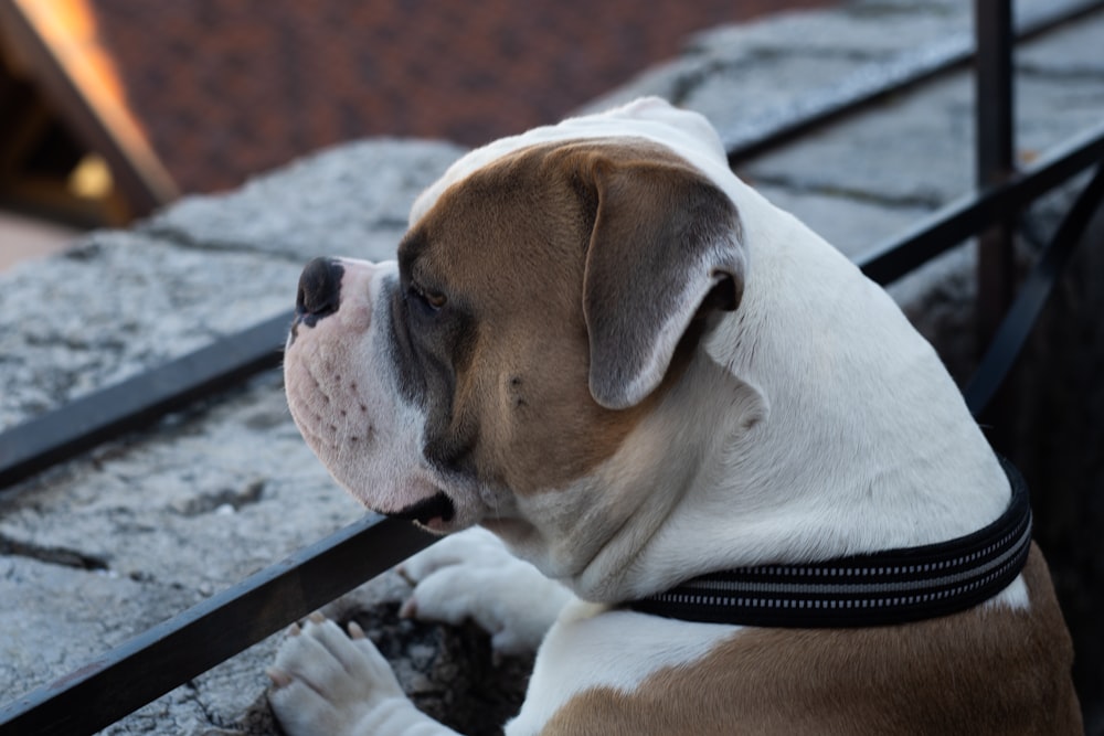 Un perro marrón y blanco acostado encima de un suelo de piedra