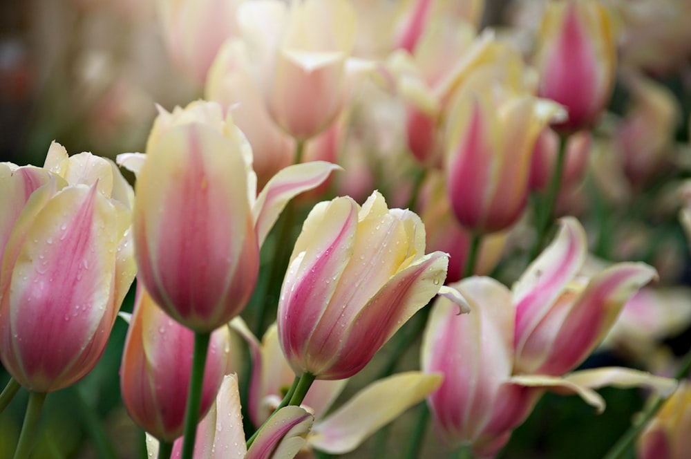 a bunch of pink and yellow tulips with water droplets on them