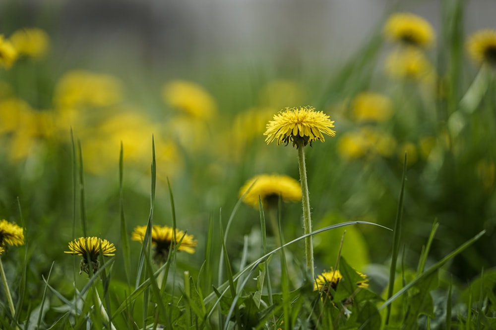 a field full of yellow dandelions in the grass