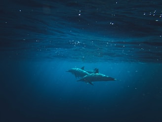 a couple of sharks swimming in the ocean