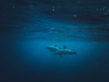 a couple of sharks swimming in the ocean