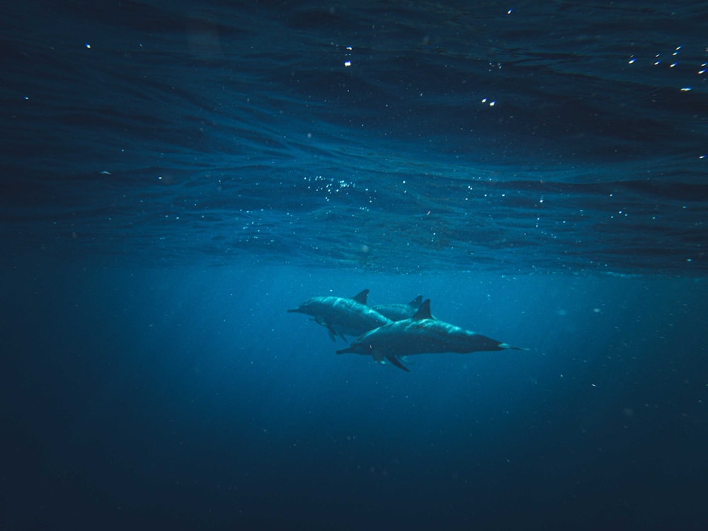 a couple of sharks swimming in the ocean