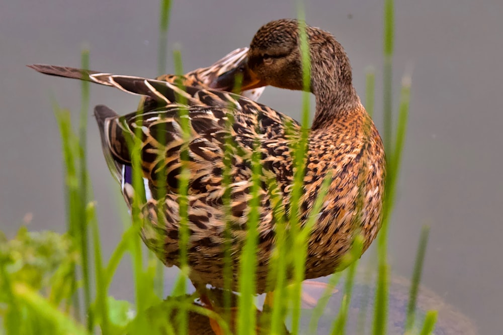 a duck sitting on top of a lush green field