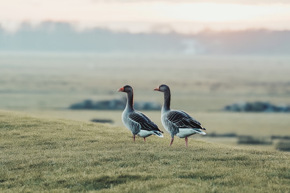 two geese are standing on a grassy hill