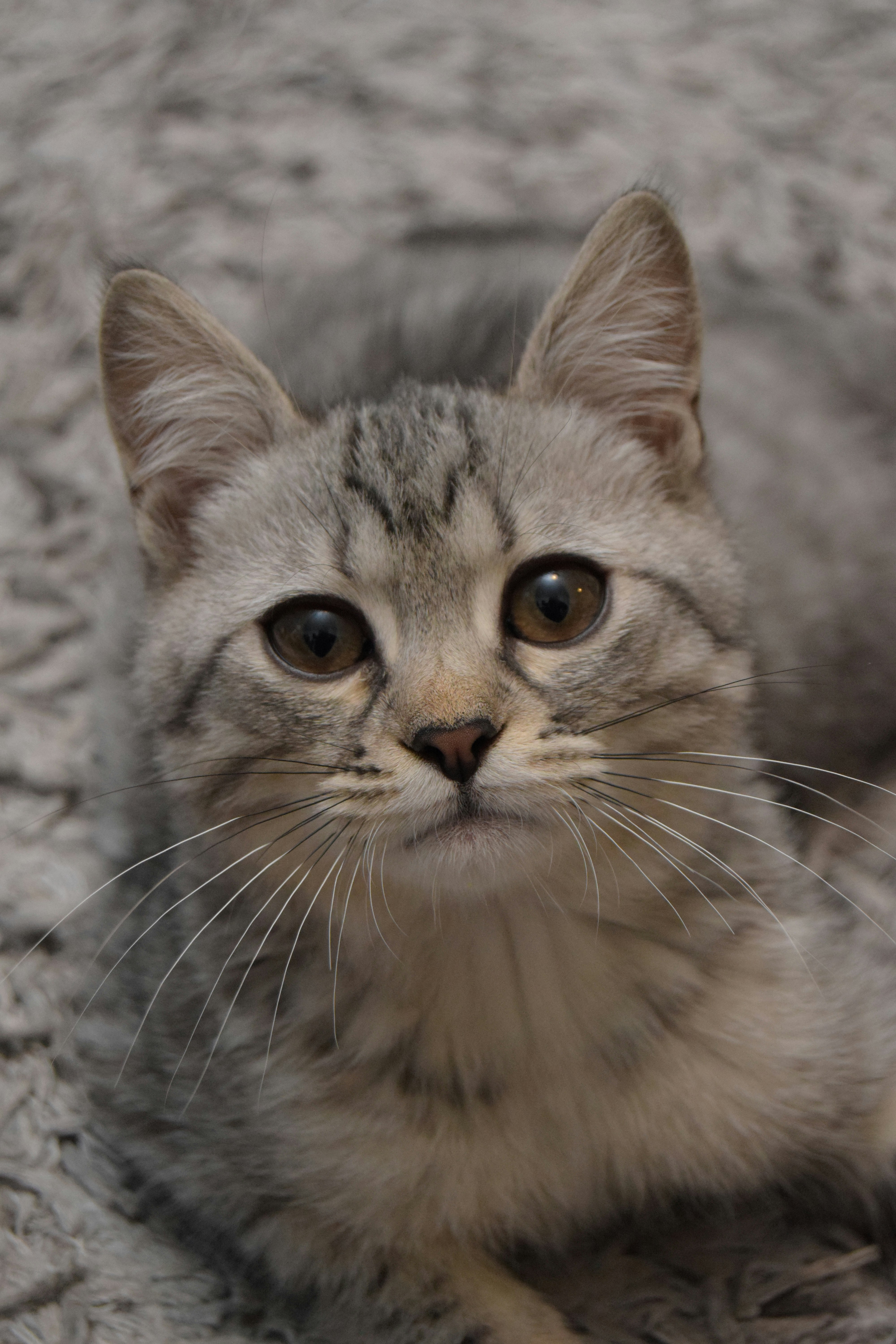 a cat is sitting on a blanket looking at the camera