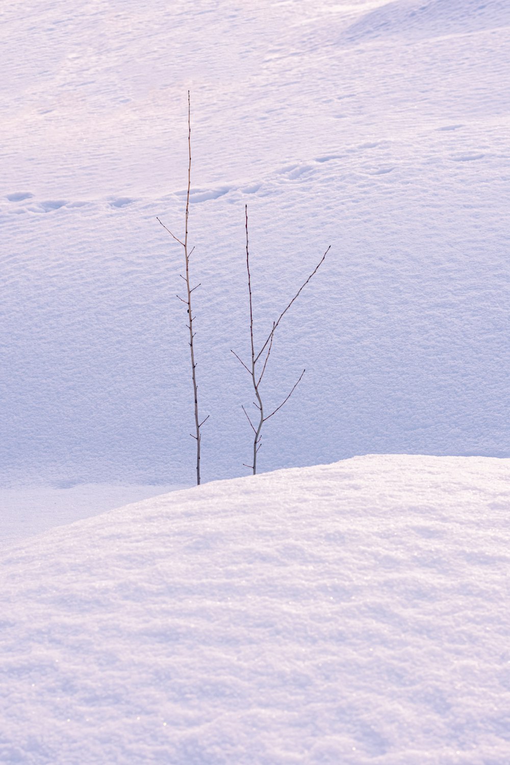 a lone tree in the middle of a snowy field