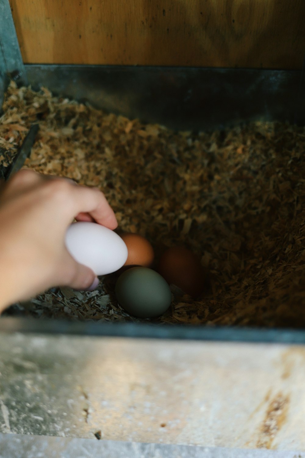 a person holding an egg in their hand