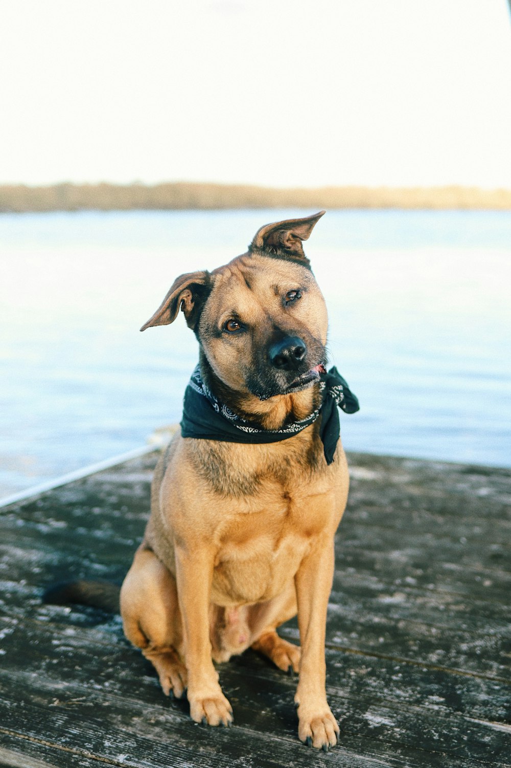 a dog is sitting on a dock by the water