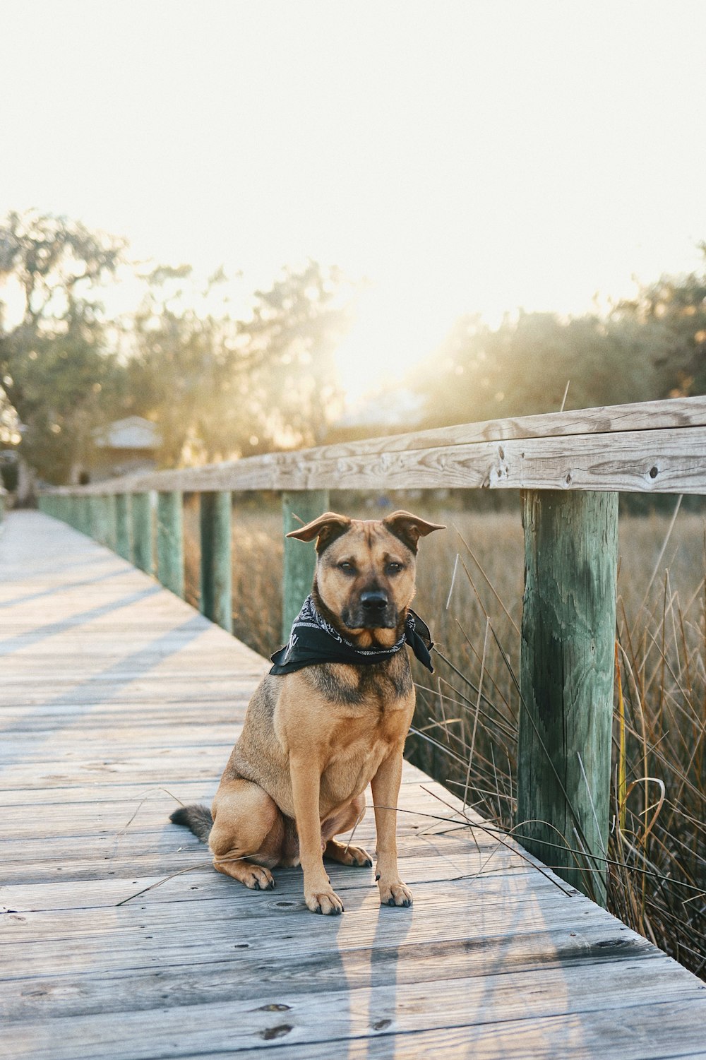 a dog is sitting on a wooden bridge