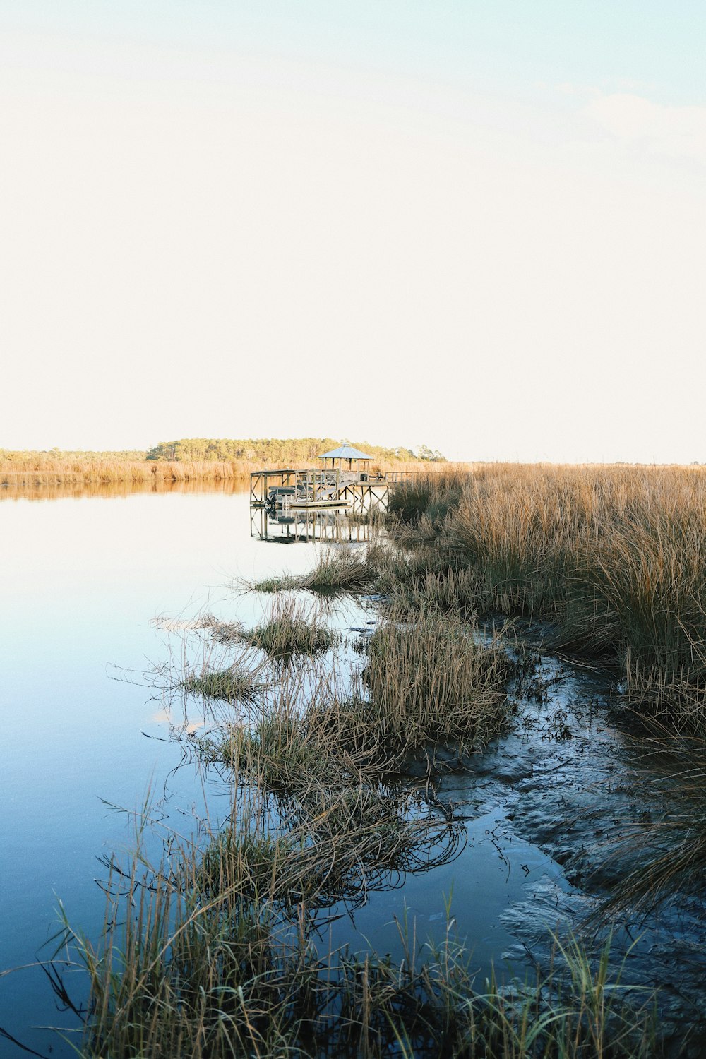 a body of water surrounded by tall grass