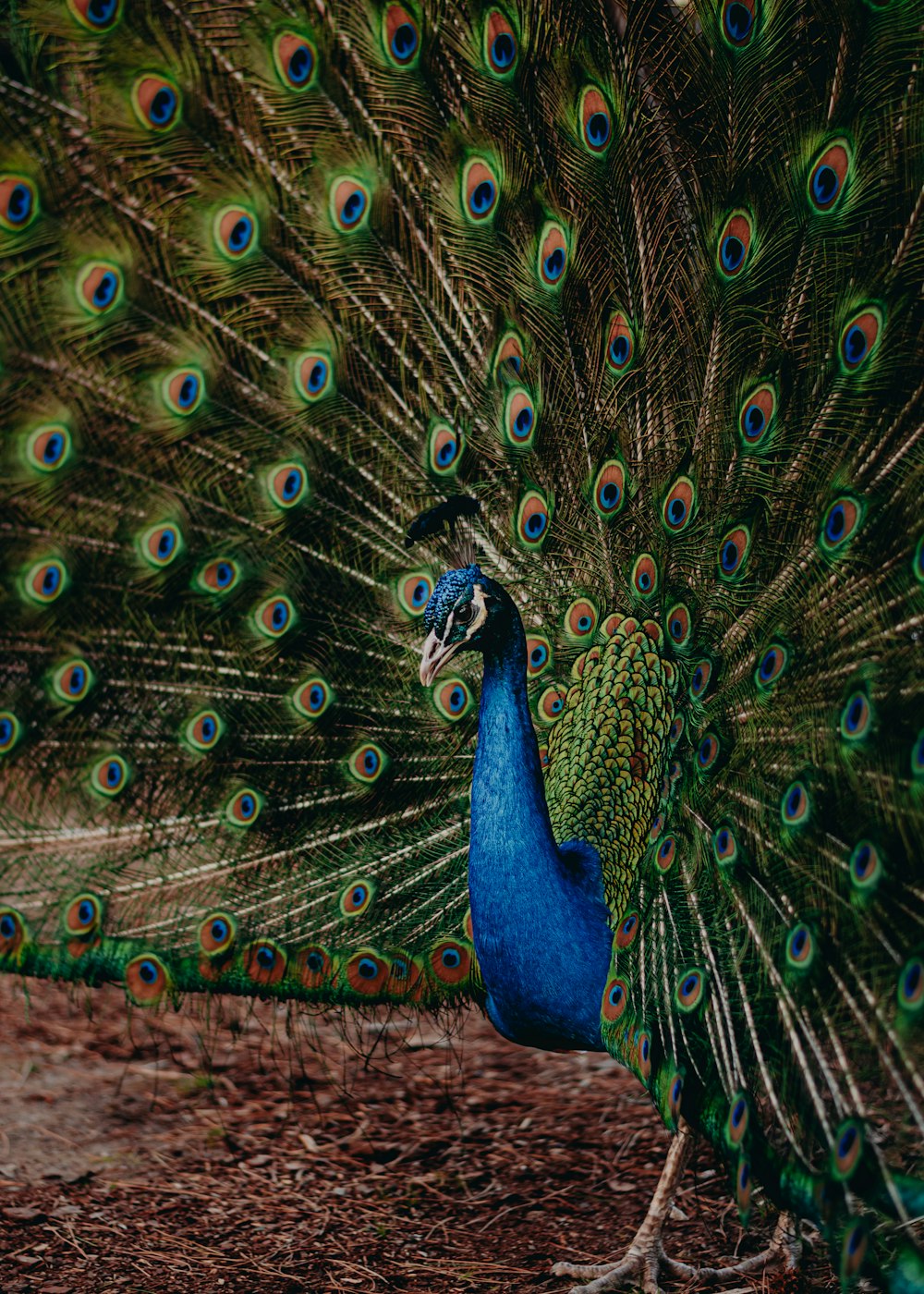 Un pavo real con sus plumas extendidas