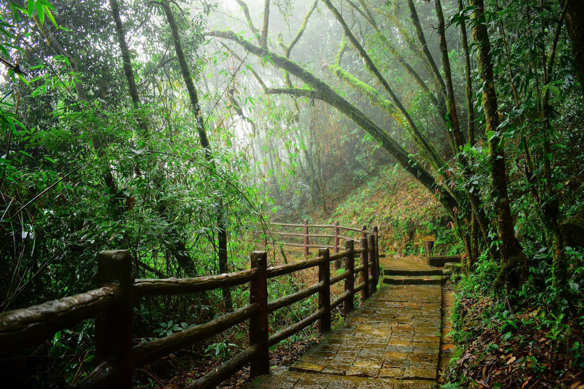 a wooden path in the middle of a forest