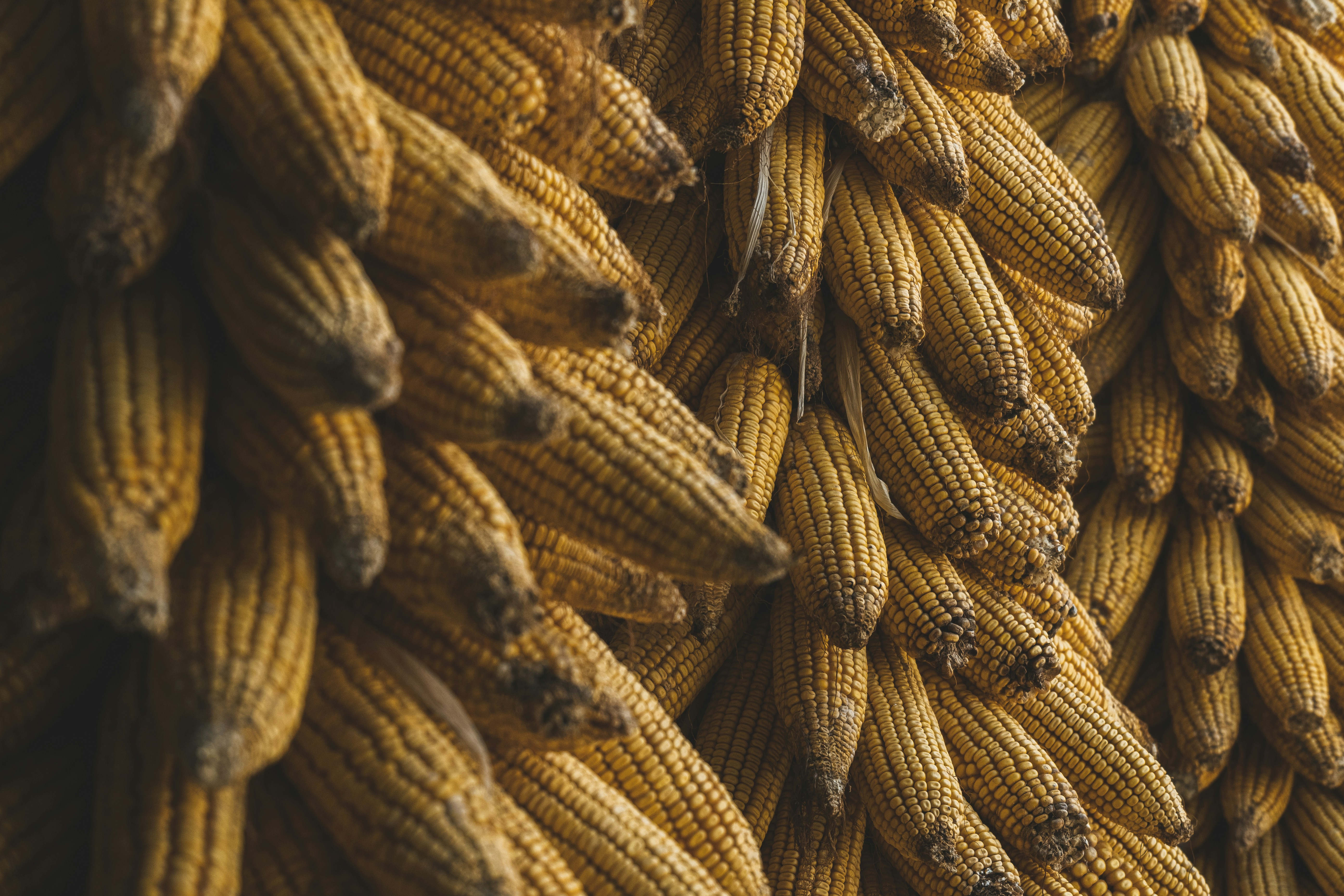 Photo by minecraftinventor