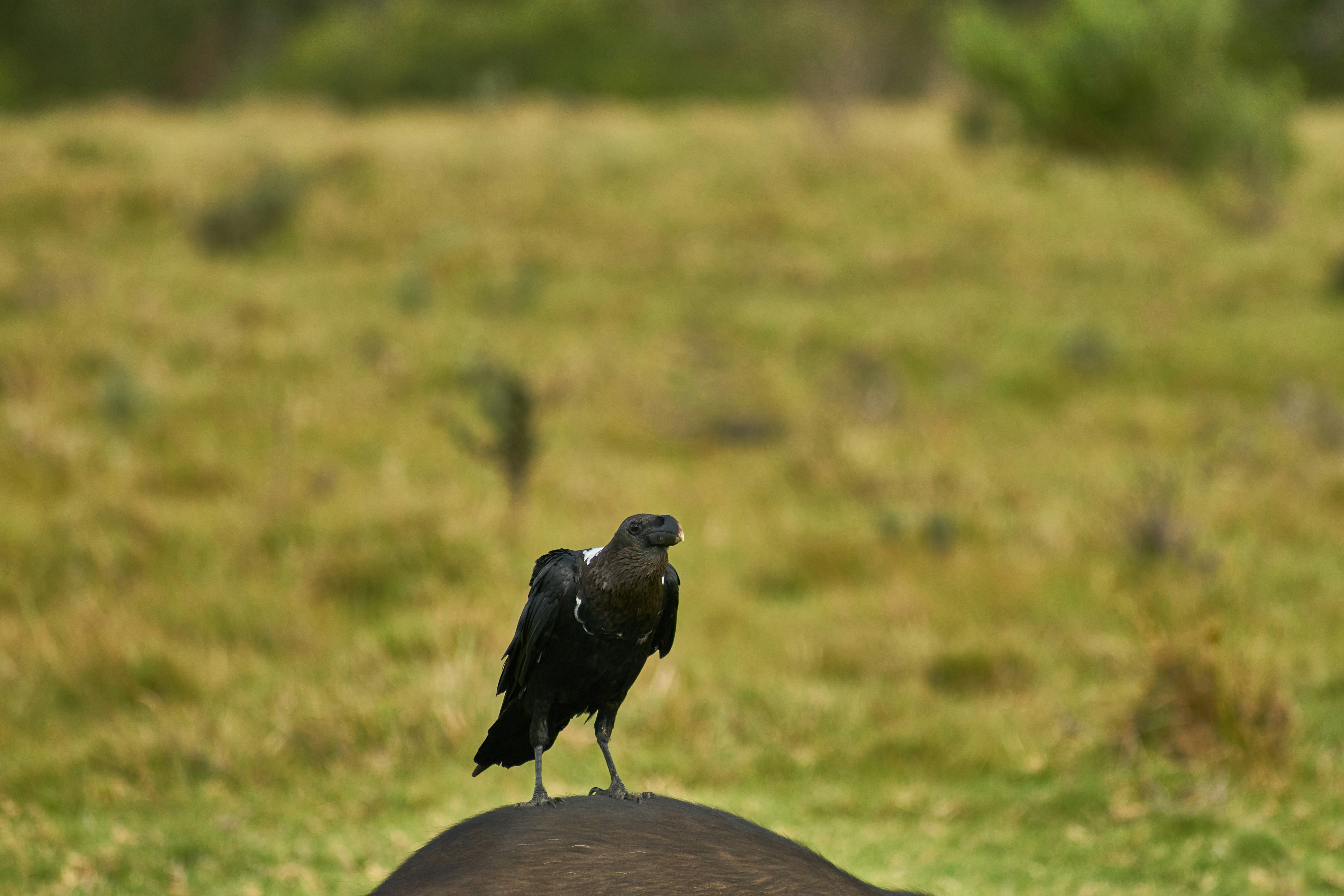 Photo by wolfgang_hasselmann