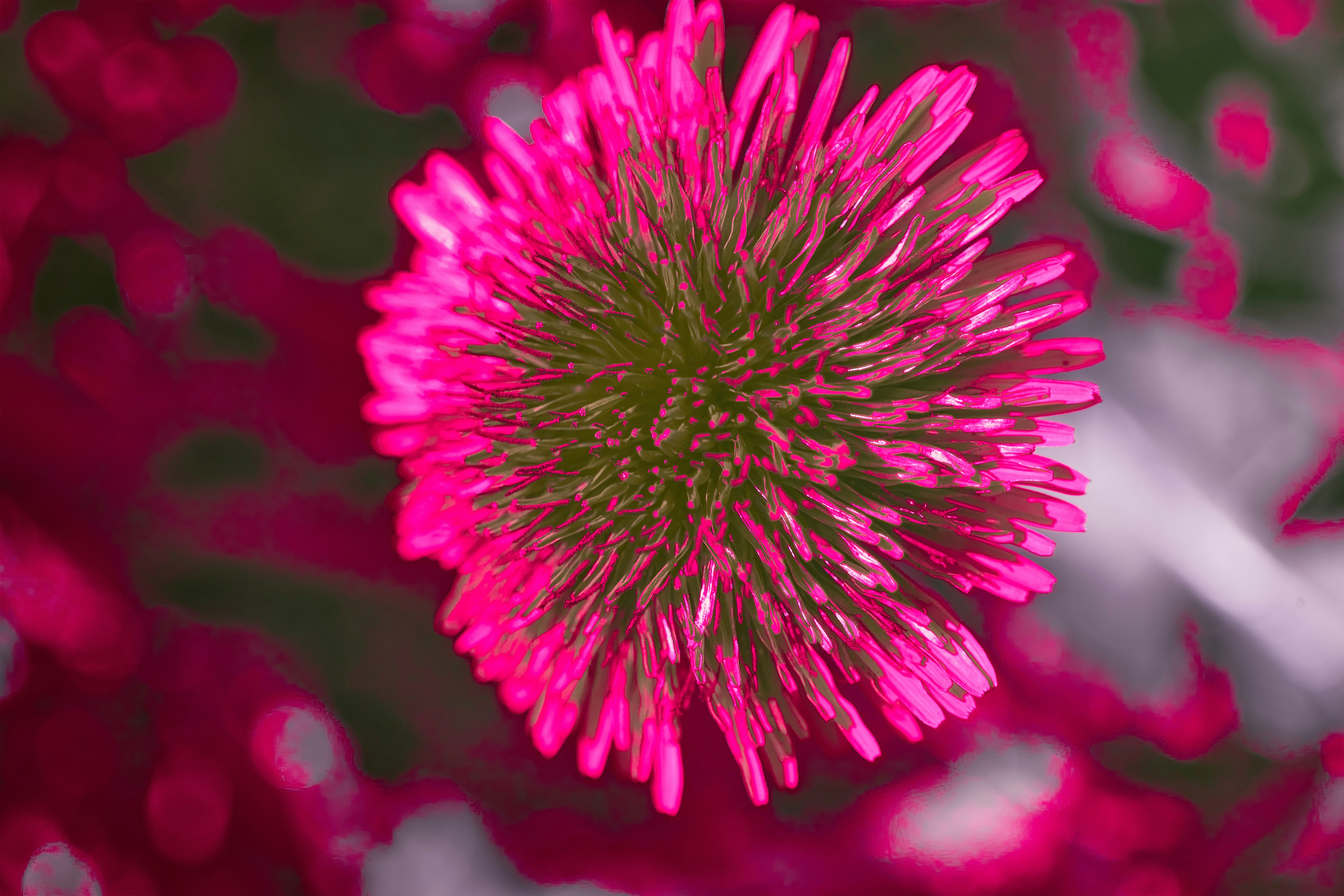 Photo by wolfgang_hasselmann