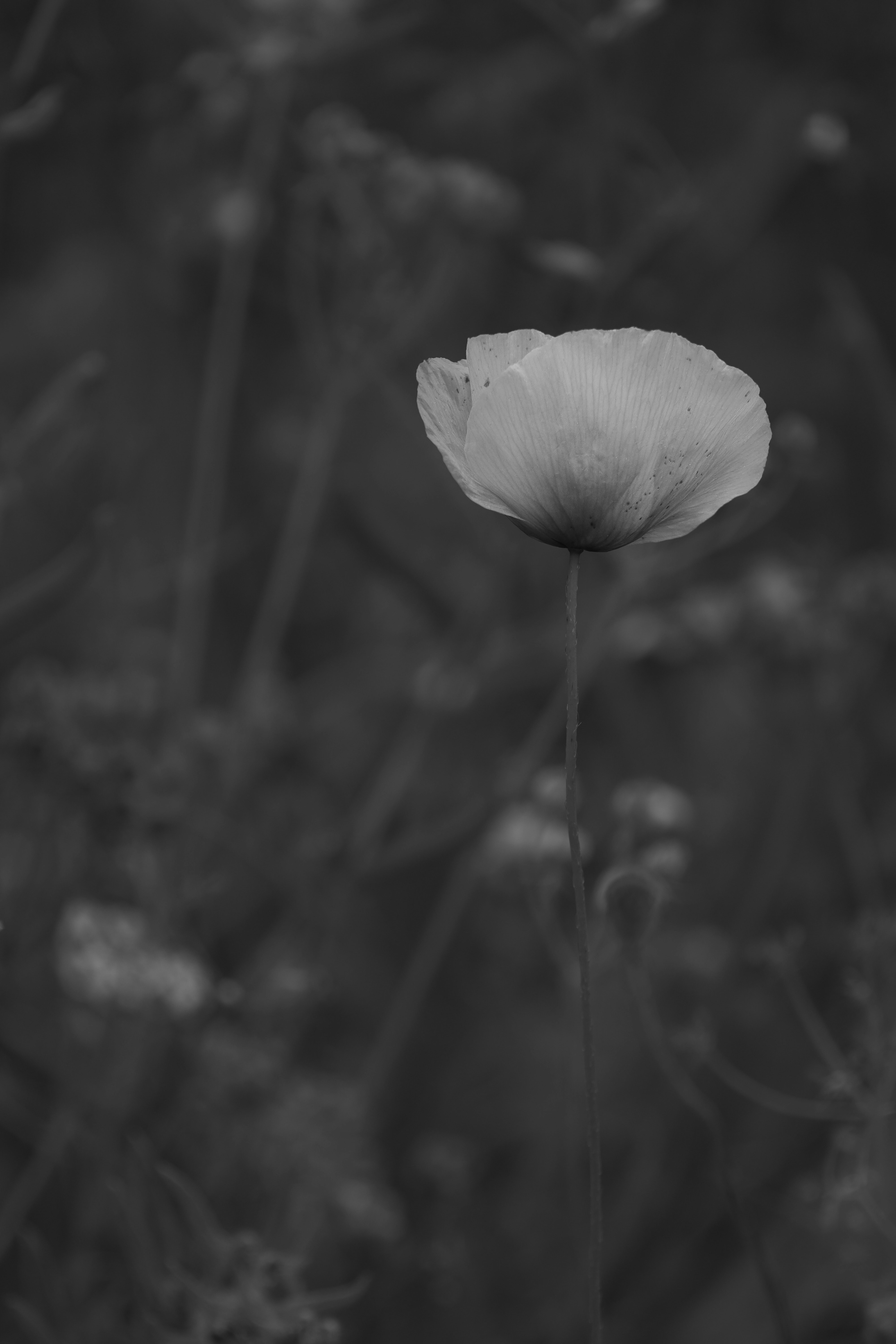 Photo by wolfgang_hasselmann