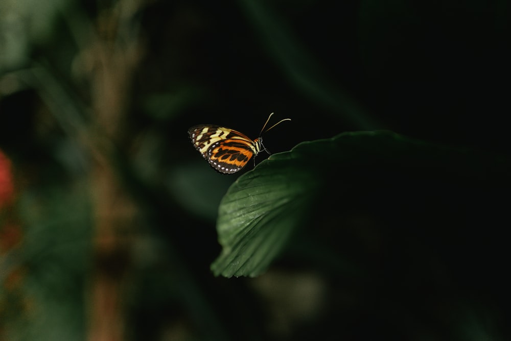 a butterfly sitting on top of a green leaf