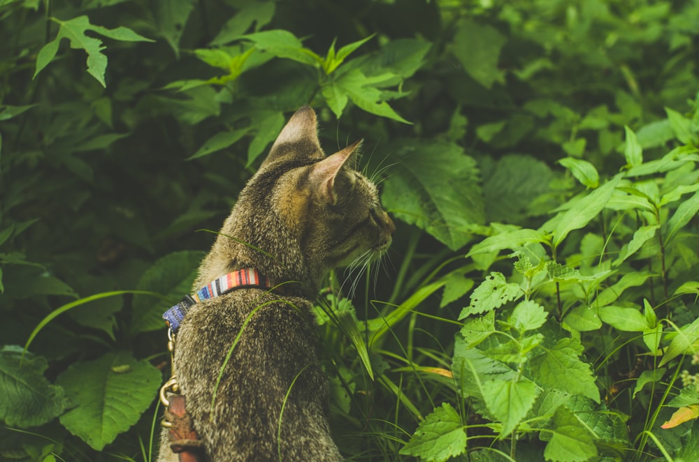 a cat is sitting in the tall grass