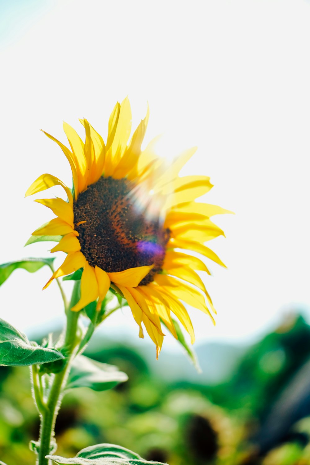 a sunflower with a blurry sky in the background