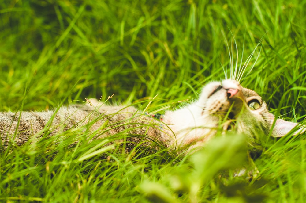 a cat that is laying down in the grass