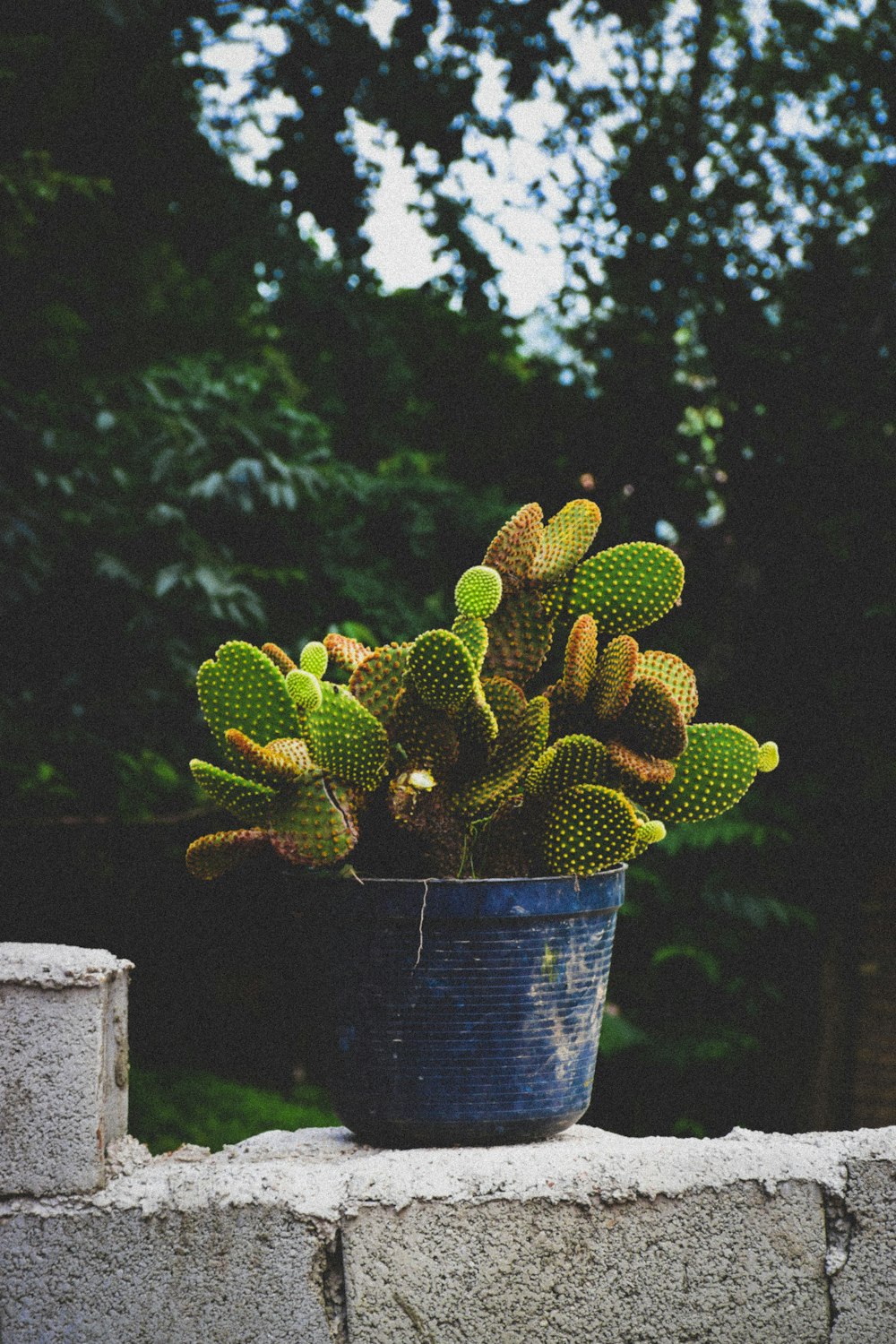 a potted plant sitting on top of a stone wall