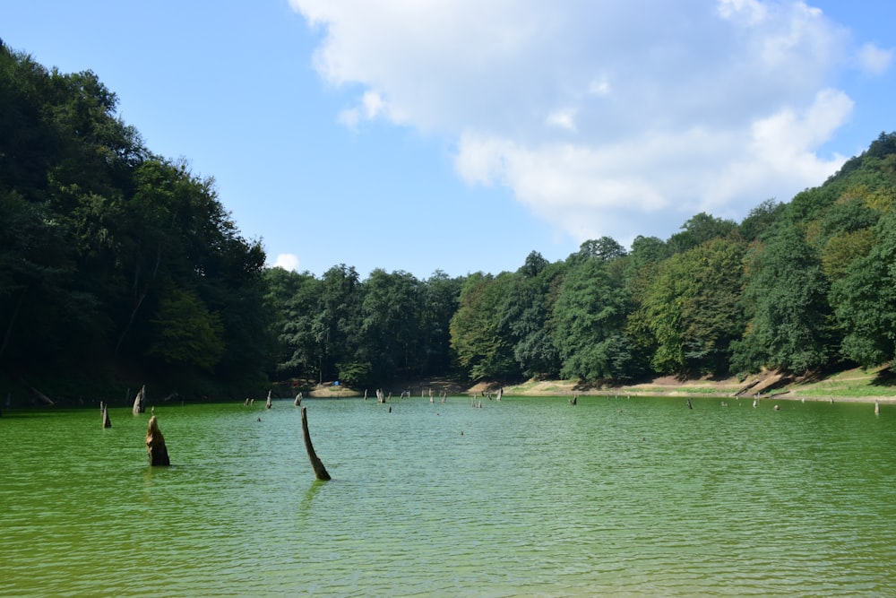 a large body of water surrounded by trees