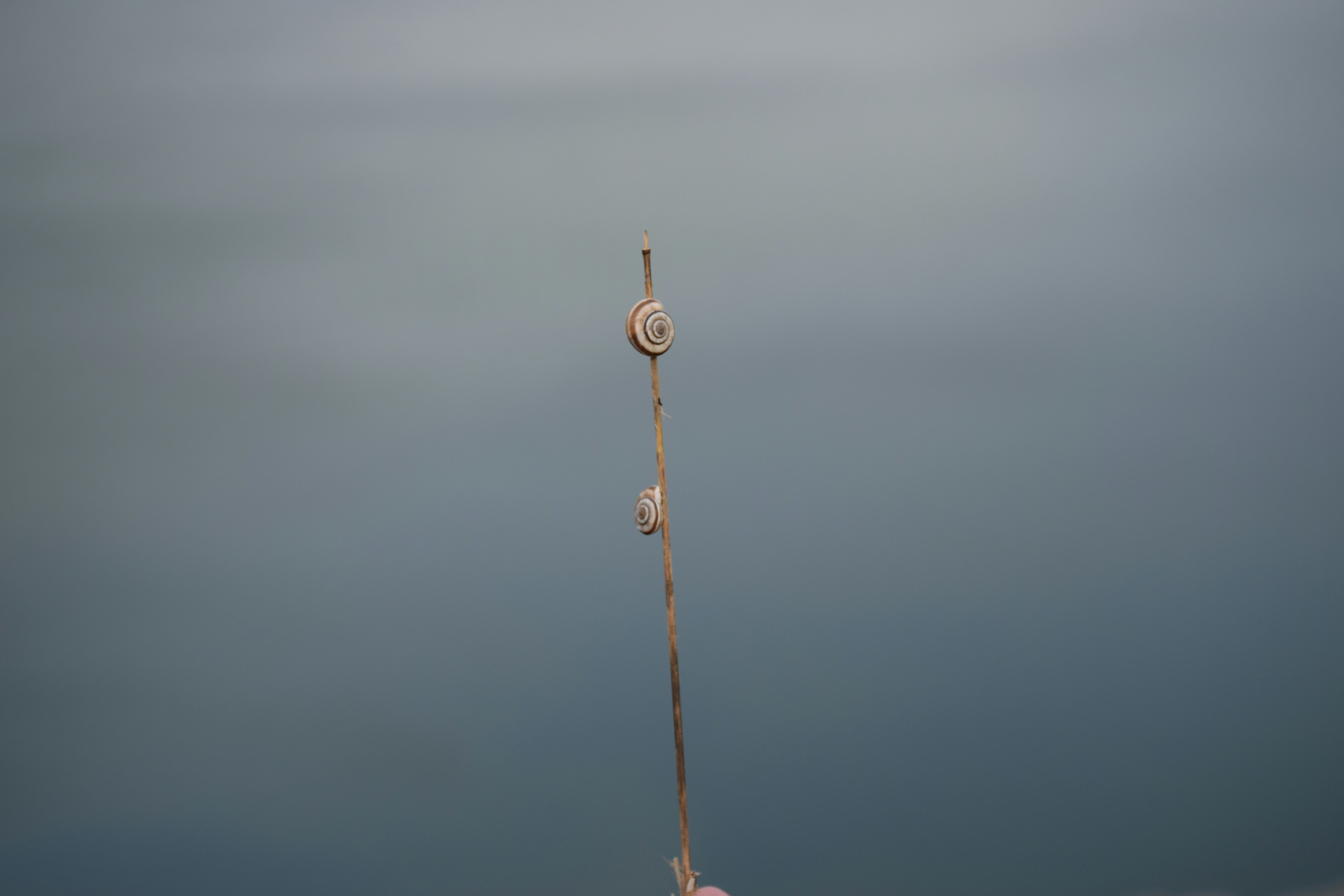 a hand holding a long stick with two snails on it