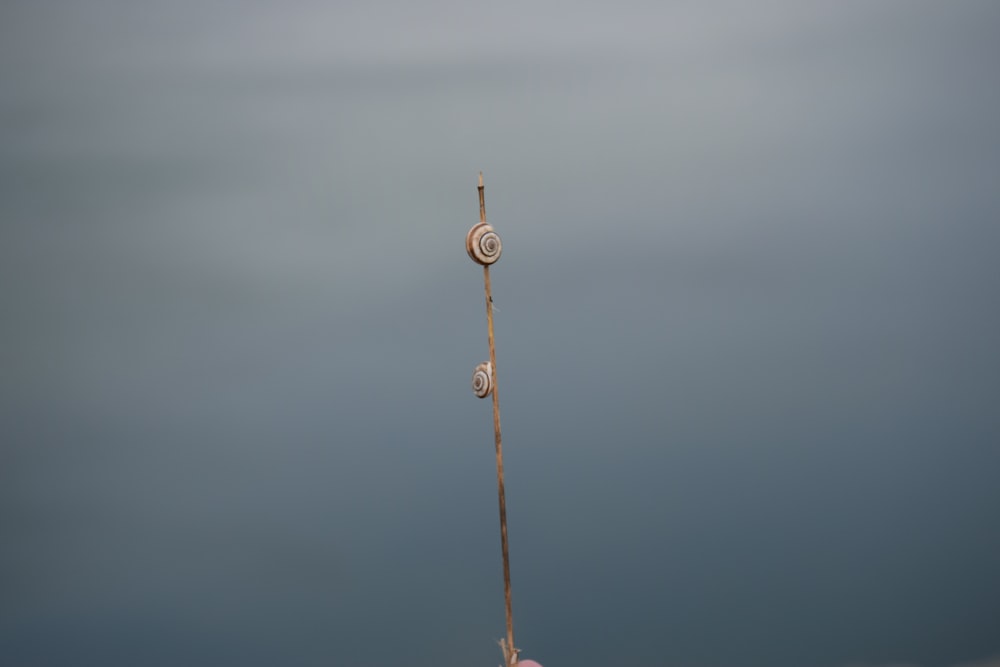 a hand holding a long stick with two snails on it