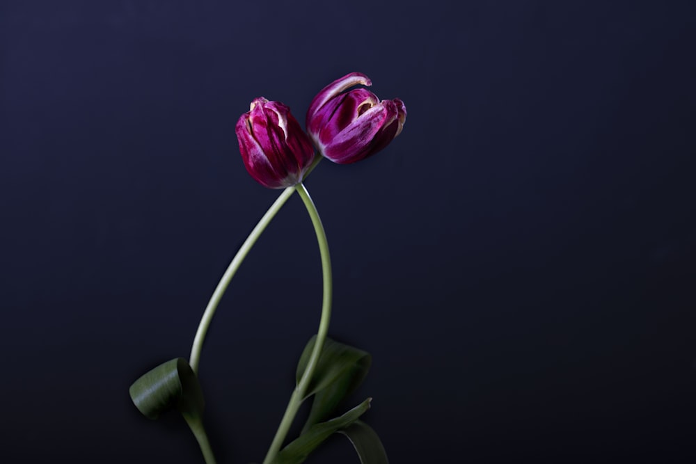 Zwei lila Tulpen in einer Vase auf dunklem Hintergrund