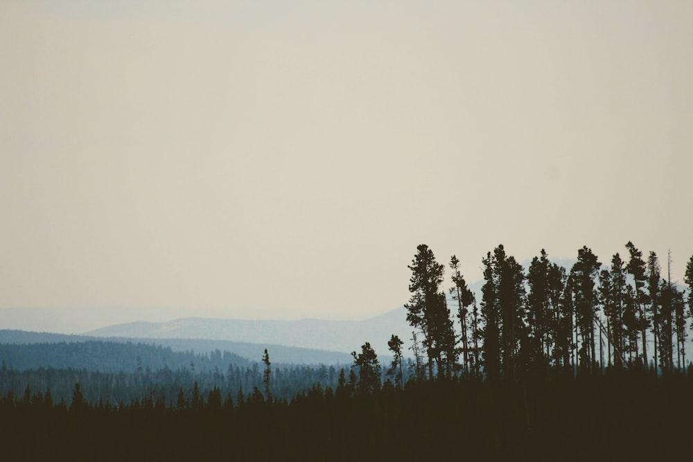 a flock of birds flying over a forest