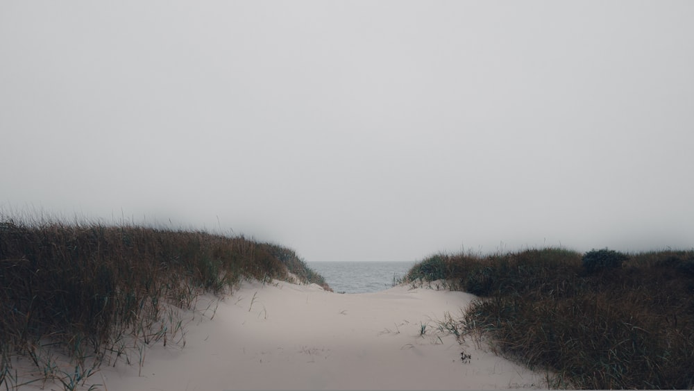 a sandy path leading to the ocean on a foggy day