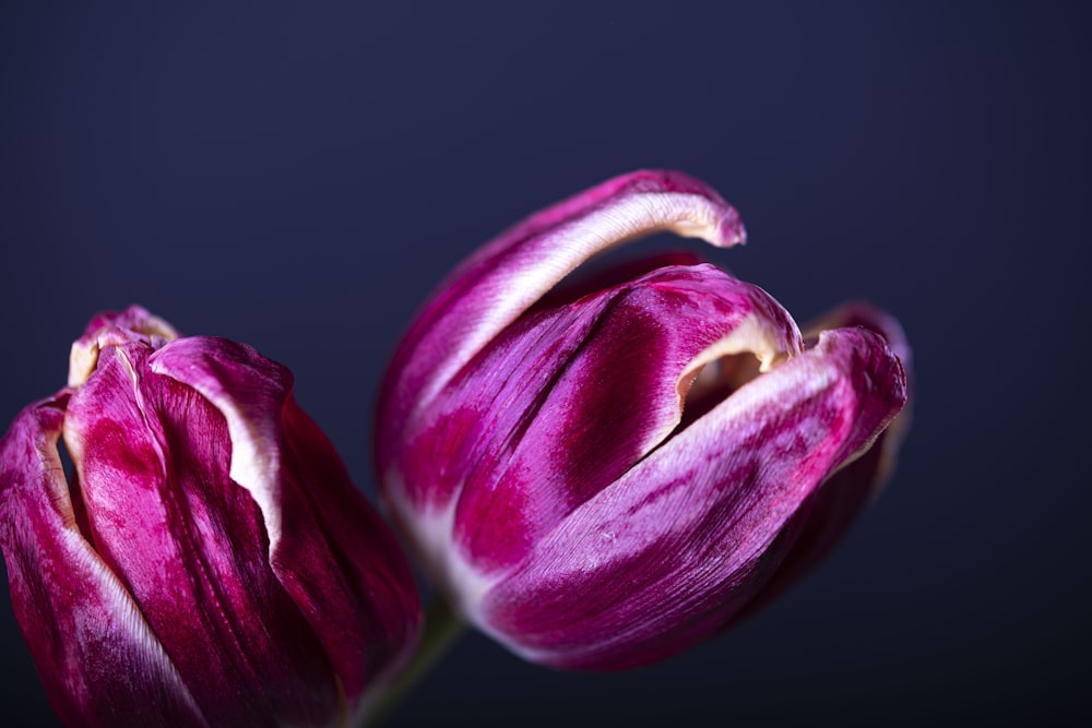 a pink flower on a plant