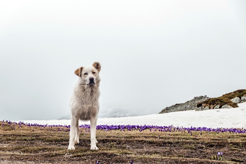 a dog standing on a beach