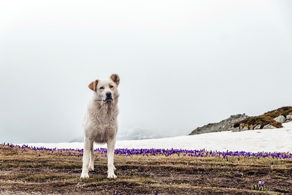 a dog standing on a beach