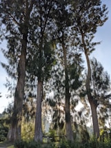 A serene Thai forest with young trees growing under a bright sky.