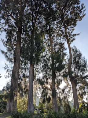 A serene Thai forest with young trees growing under a bright sky.