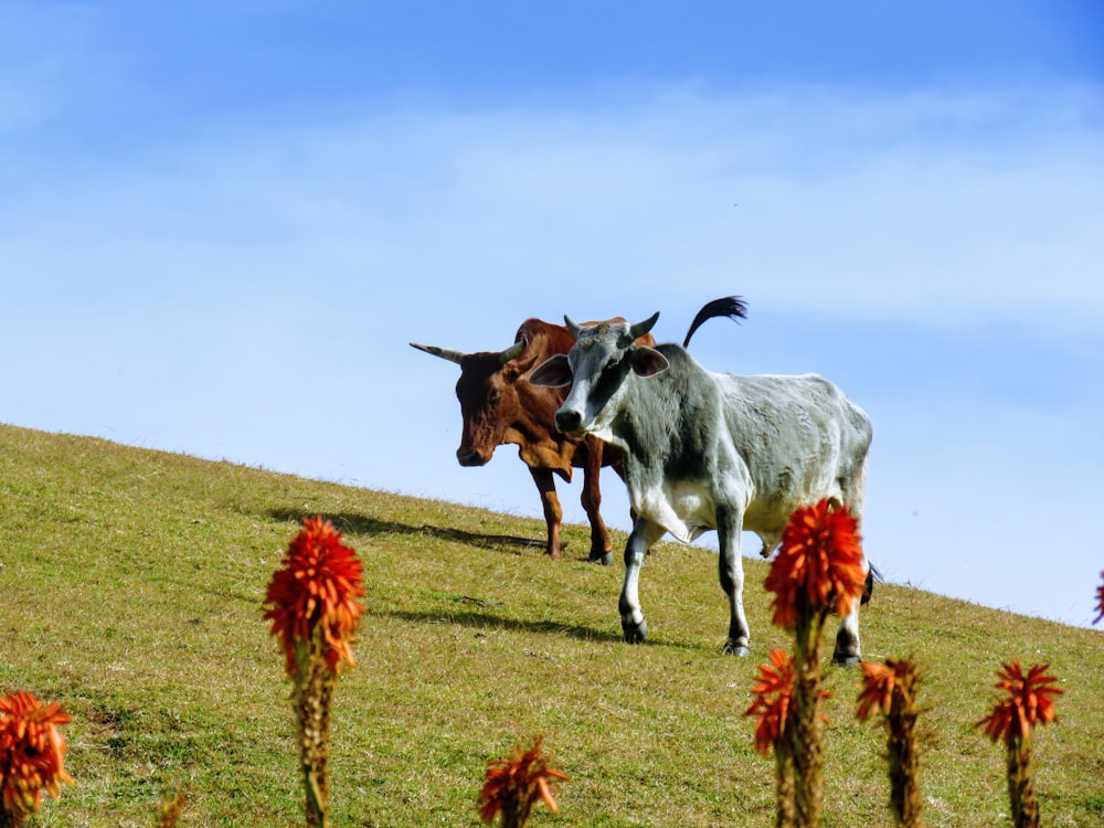 a couple of cows that are standing in the grass