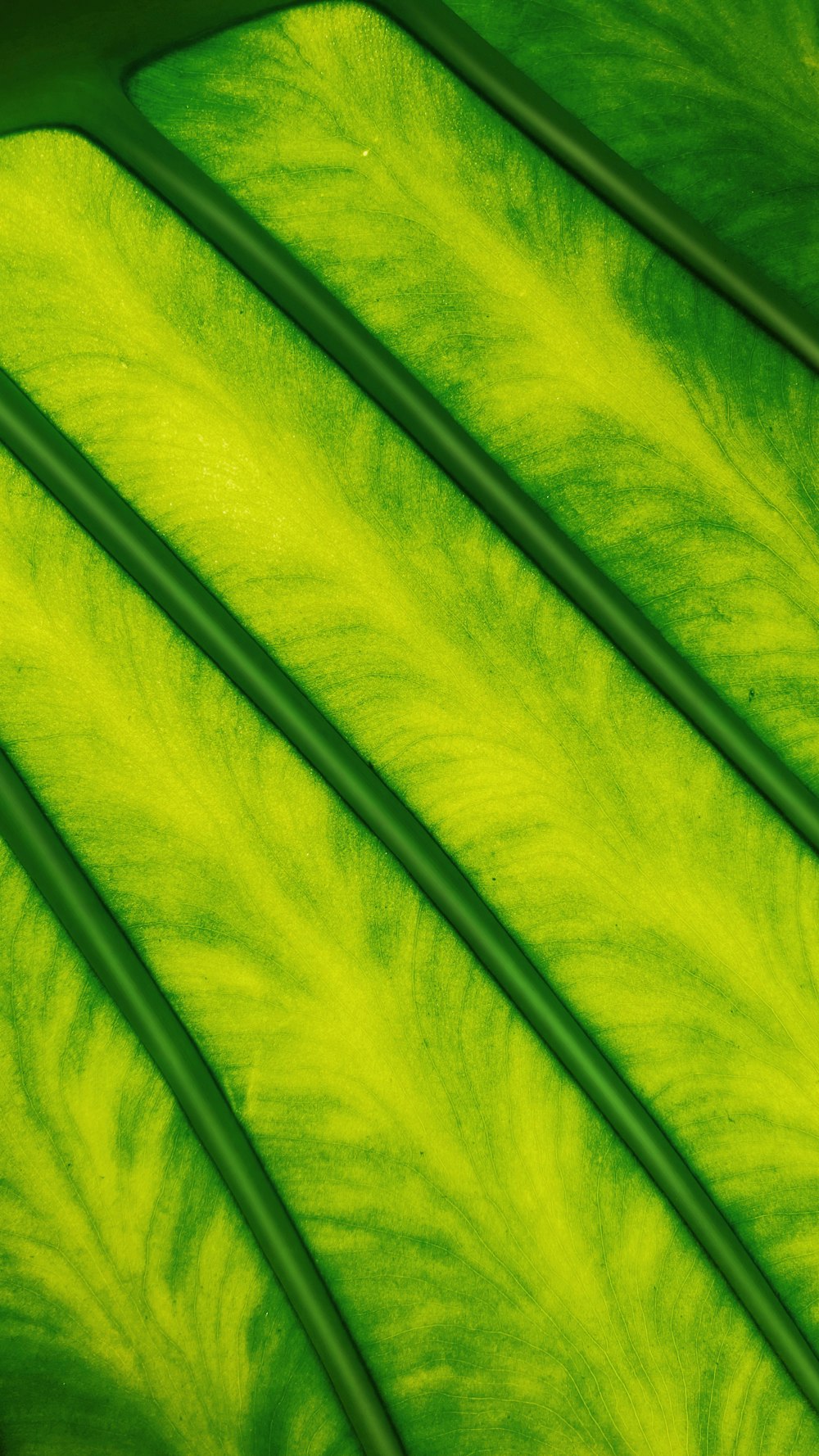 a close up view of a green leaf