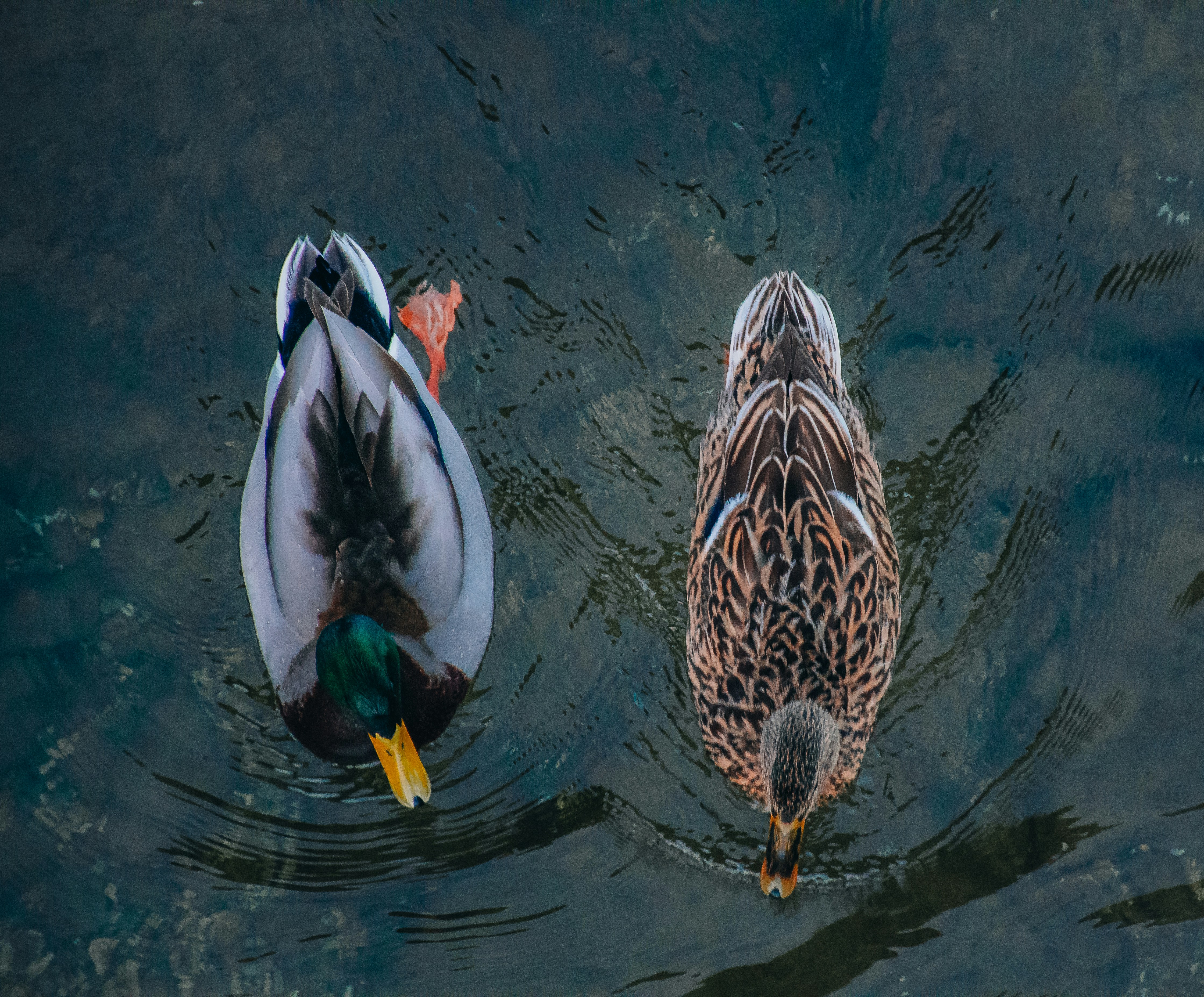 Photo by denisbayer