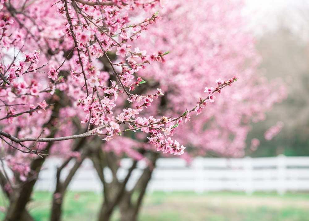 a white fence and some pink flowers on a tree
