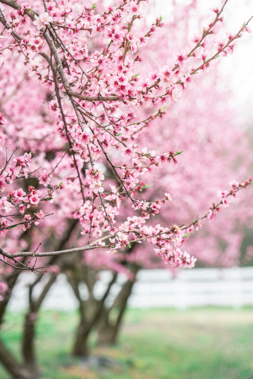 a bunch of pink flowers on a tree