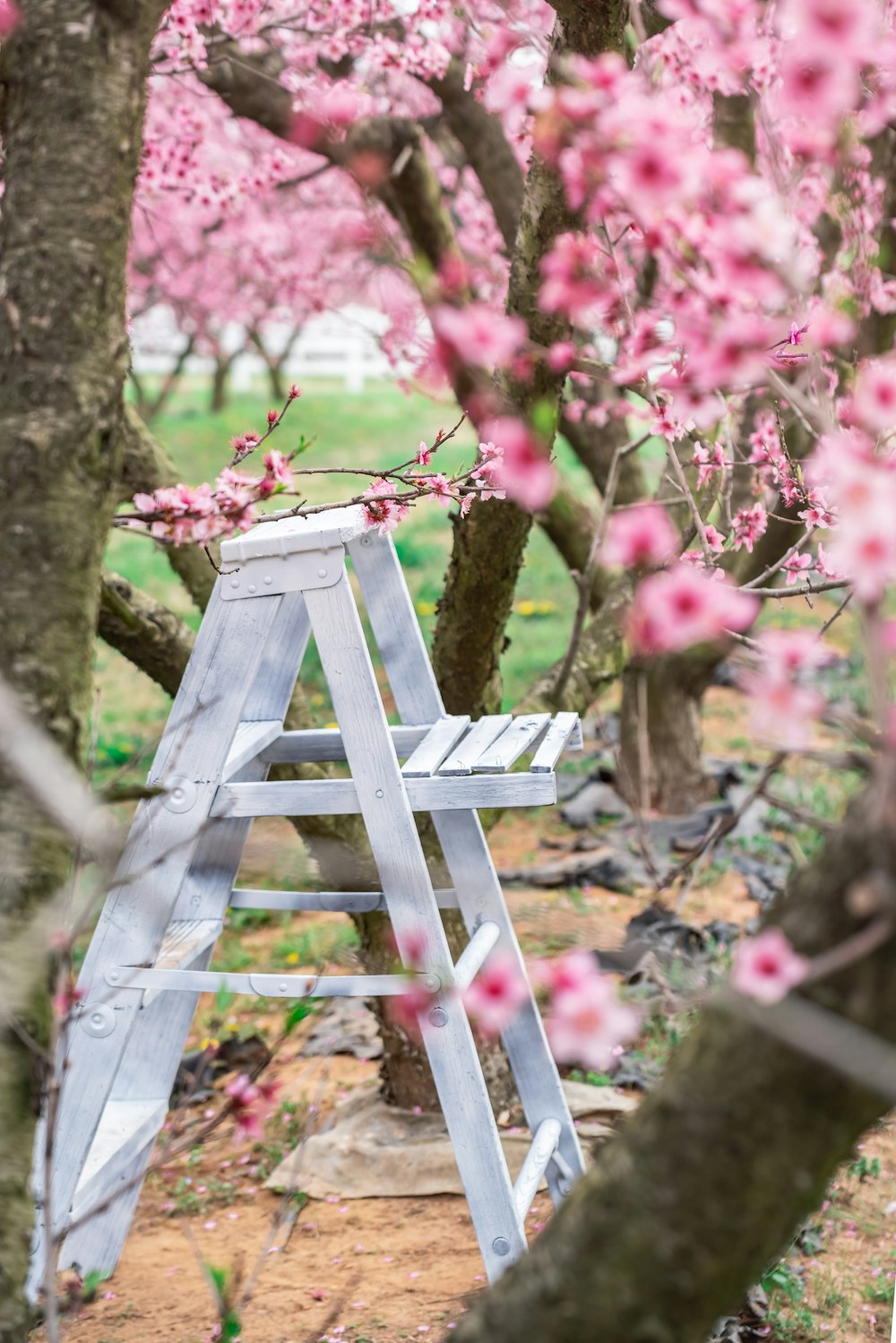 a ladder in the middle of a tree with pink flowers