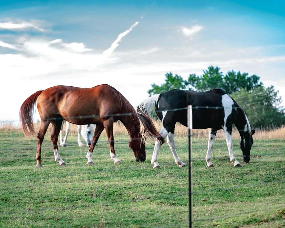 a couple of horses that are standing in the grass