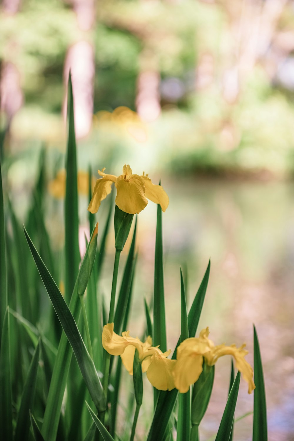 a group of yellow flowers next to a body of water