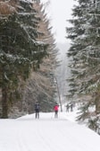 A winter scene with cross-country skiing trails and snow-covered trees.