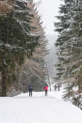 A winter scene with cross-country skiing trails and snow-covered trees.