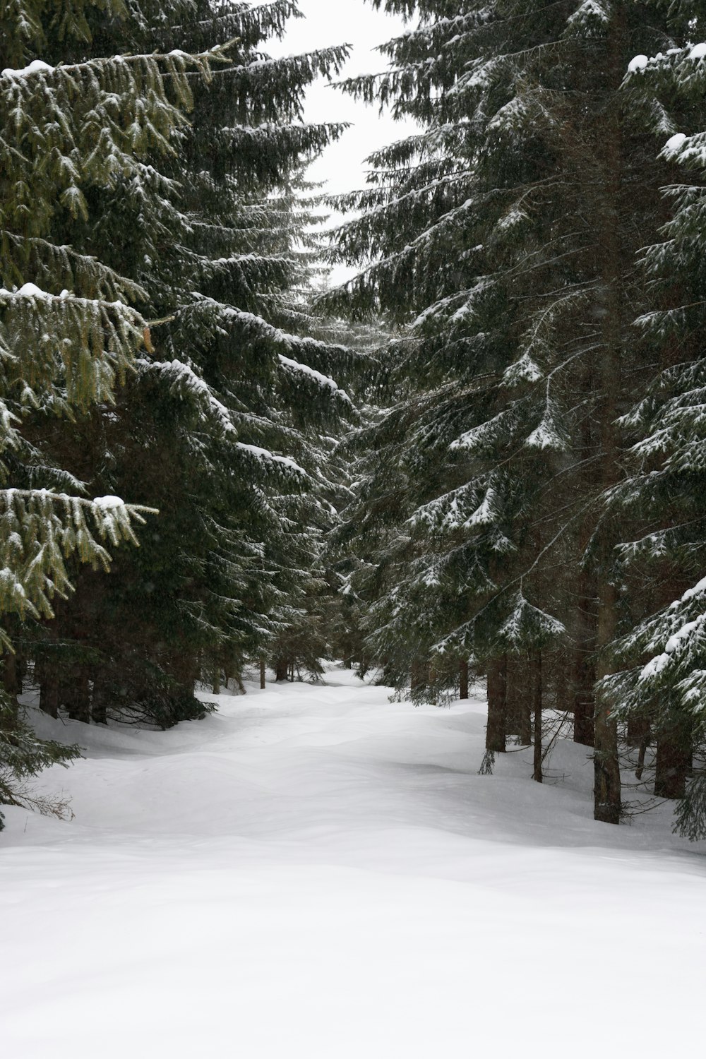 a snow covered road surrounded by pine trees