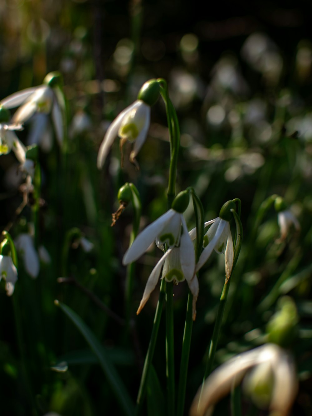 a bunch of white flowers that are in the grass