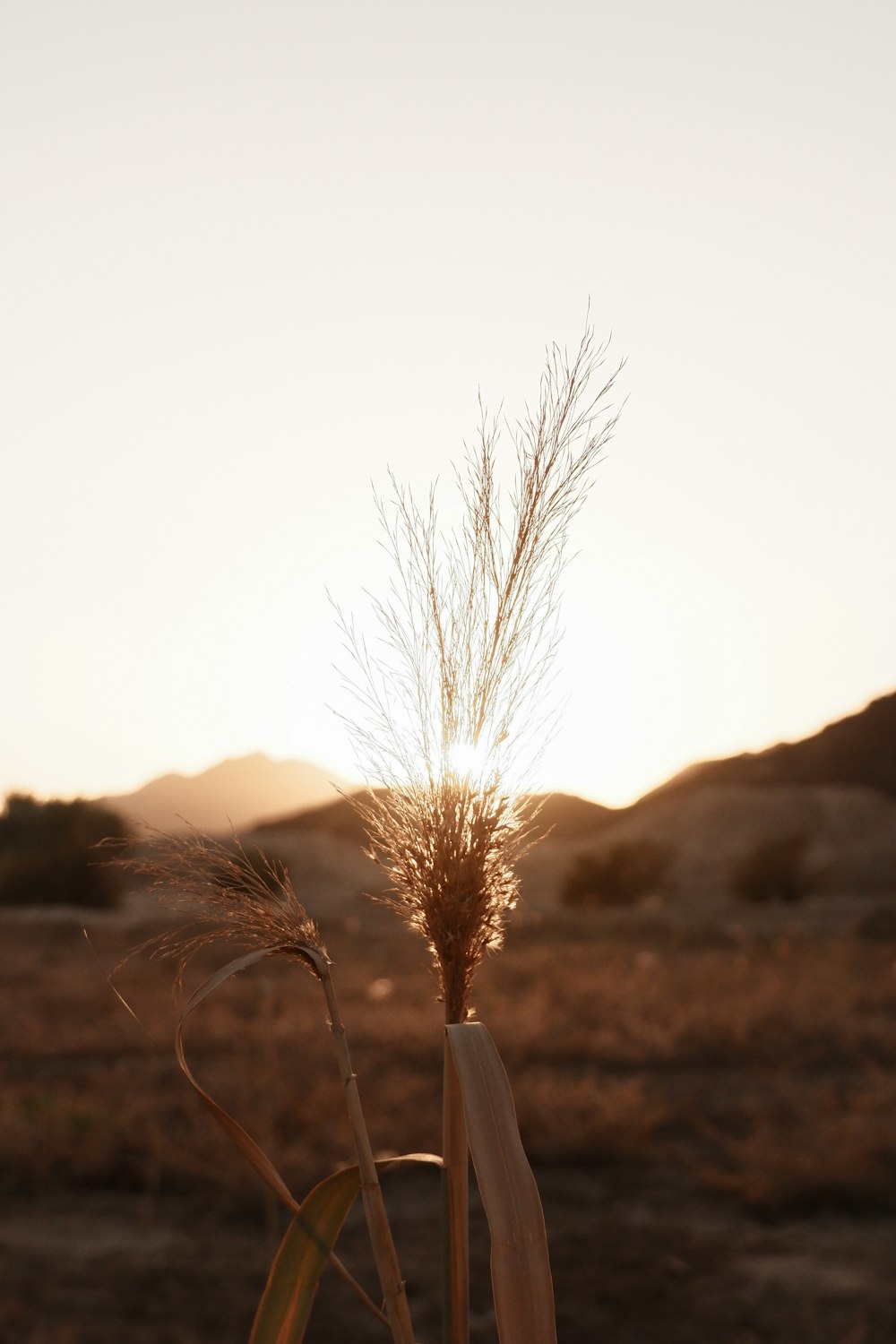 a tall plant in the middle of a field