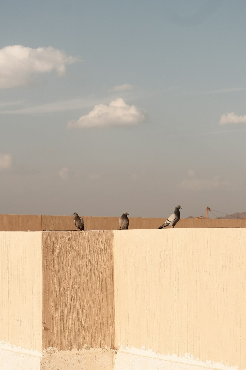 a group of birds sitting on top of a wall